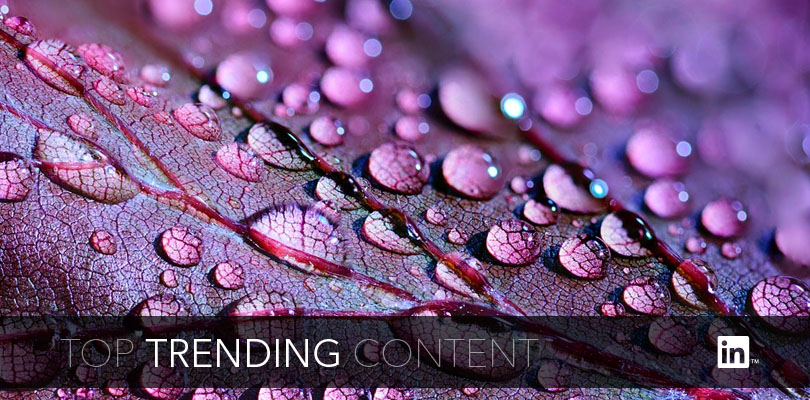 Close Up of Water Droplets on Purple Leaf
