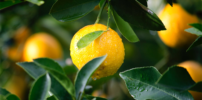 Closeup of lemons on a tree