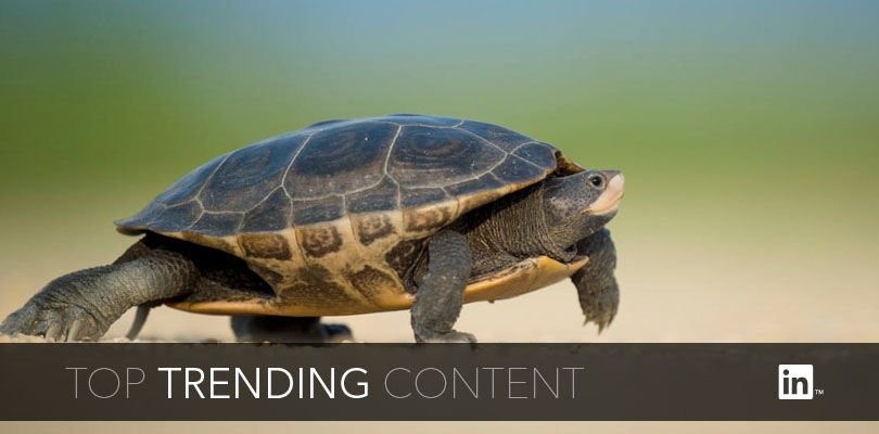 Turtle crawling