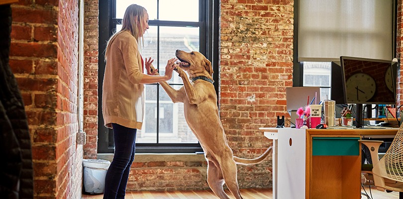 A woman standing next to her desk while holding the paws of the dog standing in front of her.