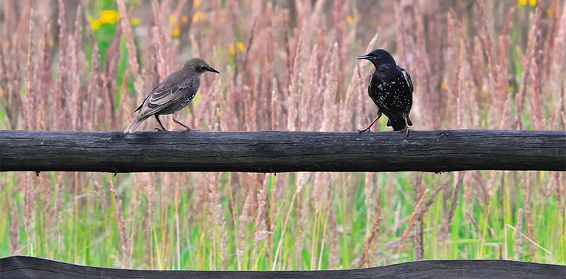 Two Birds Meet on a Fence