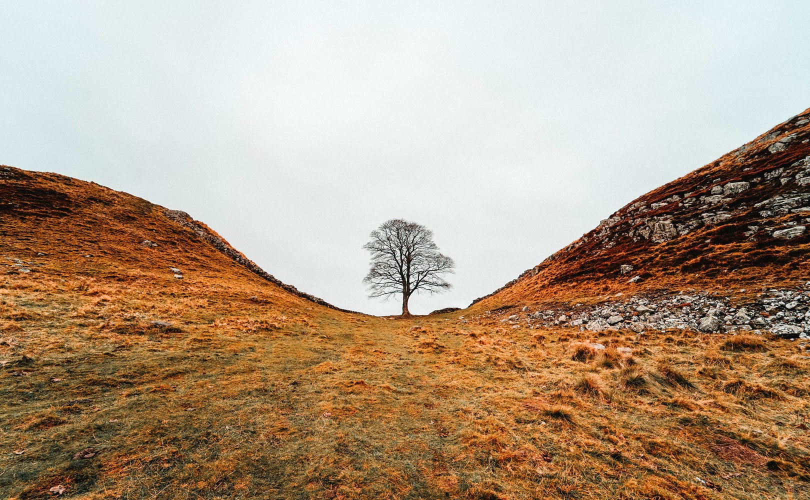 Photo of tree with no leaves between to hills with yellow grass