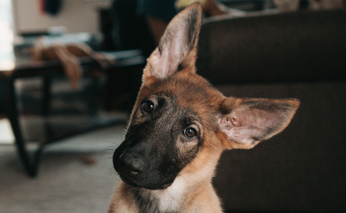 Photo of dog looking confused