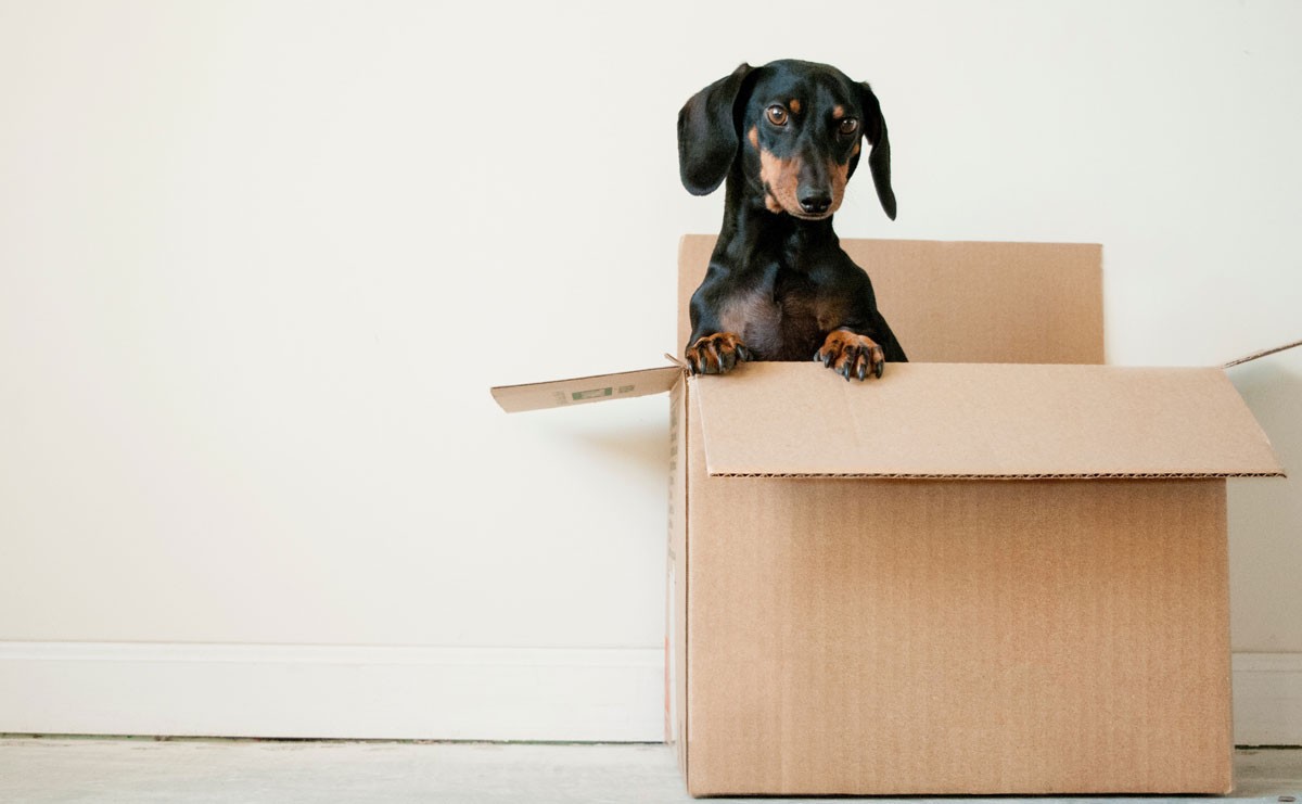 Photo of dachshund popping out of a box sitting on the floor