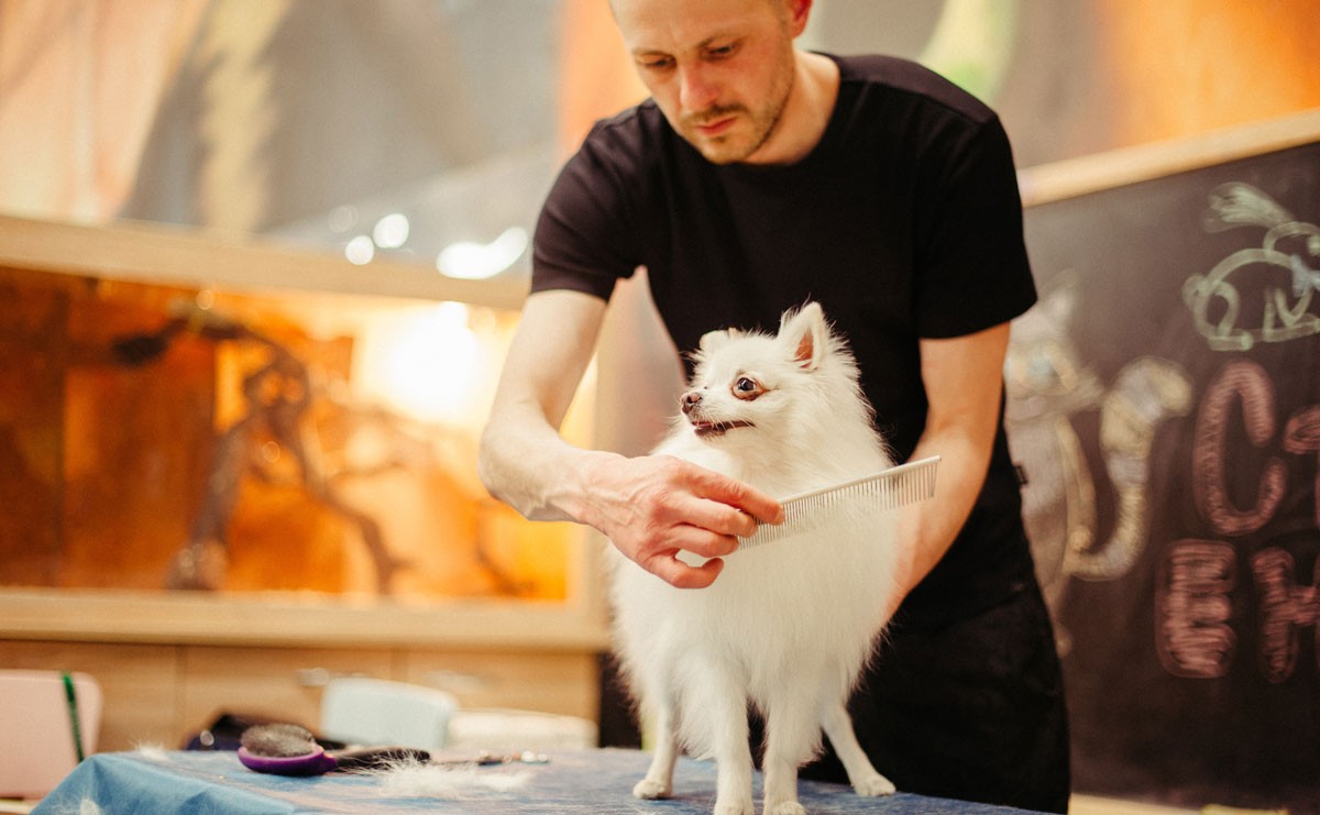 Photo of man grooming dog