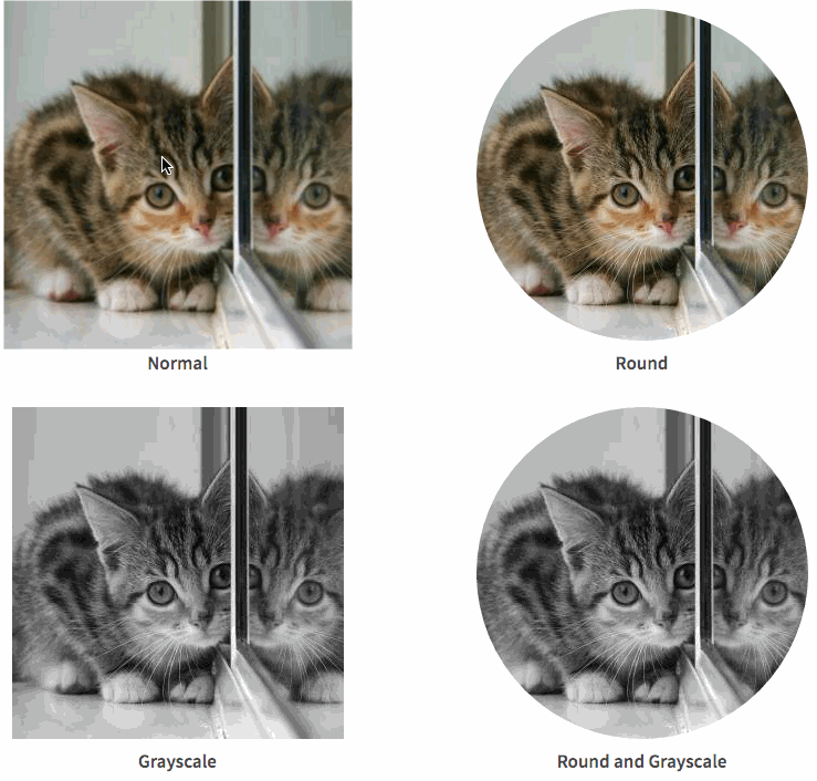 Kitten Hover Image Examples