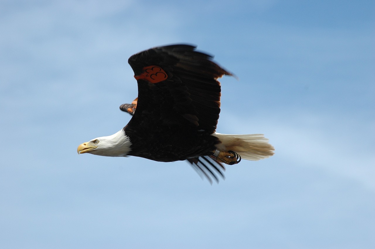 How to get freedom as a designer and avoid a micromanaging client.